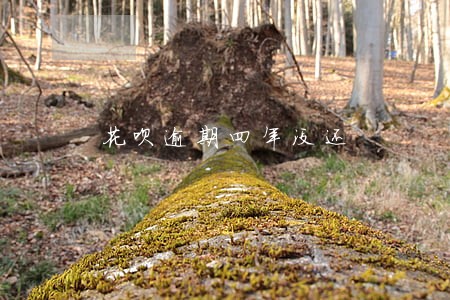 花呗逾期四年没还 花呗逾期四年没还