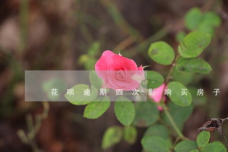 花呗逾期四次影响买房子吗 花呗逾期四次影响买房子吗