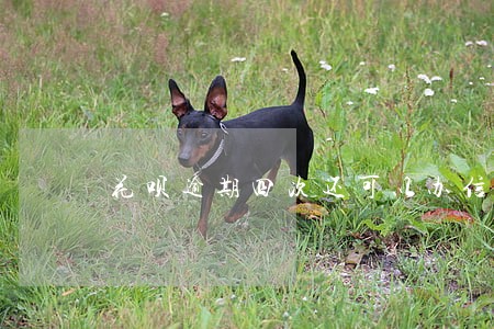 花呗逾期四次还可以办信用卡吗