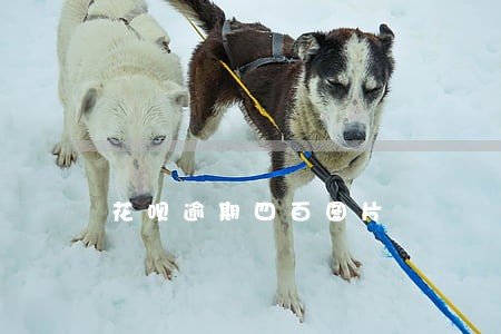 花呗逾期四百图片 花呗逾期四百图片