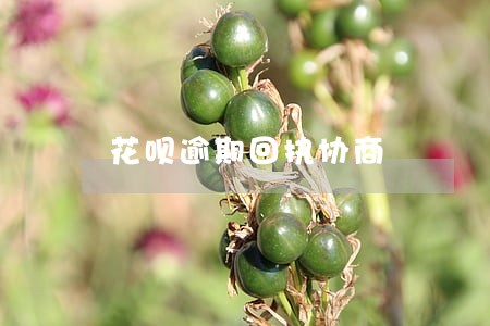 花呗逾期回执协商 花呗逾期回执协商