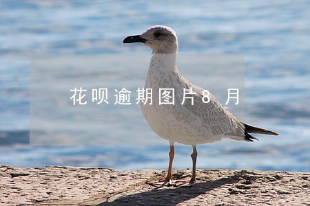 花呗逾期图片8月 花呗逾期图片8月