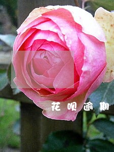 花呗逾期图片实拍 花呗逾期图片实拍