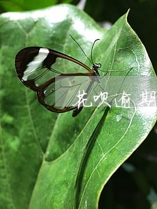 花呗逾期图片截图制作软件下载 花呗逾期图片截图制作软件下载