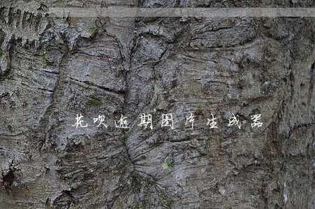 花呗逾期图片生成器 花呗逾期图片生成器