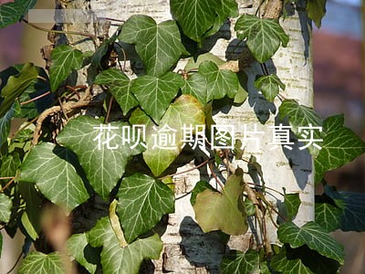 花呗逾期图片真实 花呗逾期图片真实