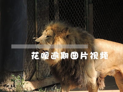 花呗逾期图片视频