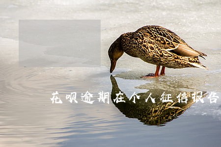 花呗逾期在个人征信报告里面吗 花呗逾期在个人征信报告里面吗