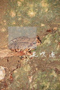花呗逾期在余额扣钱 花呗逾期在余额扣钱