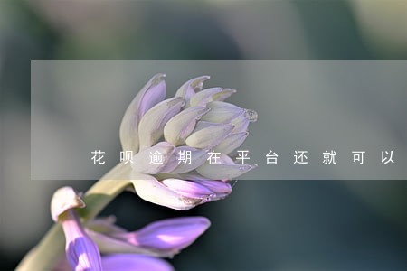 花呗逾期在平台还就可以吗 花呗逾期在平台还就可以吗