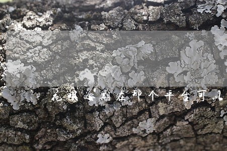 花呗逾期在那个平台可以贷款