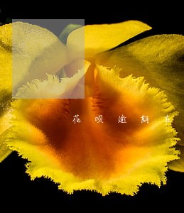 花呗逾期在那里查看