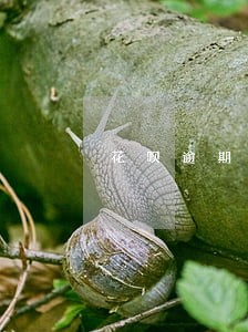 花呗逾期备用金不能借 花呗逾期备用金不能借