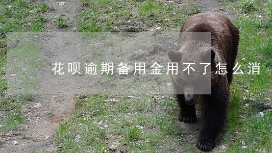 花呗逾期备用金用不了怎么消 花呗逾期备用金用不了怎么消