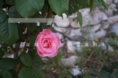 花呗逾期备用金能用不 花呗逾期备用金能用不