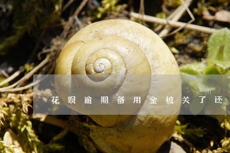 花呗逾期备用金被关了还会开吗
