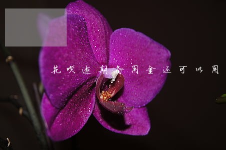 花呗逾期备用金还可以用么