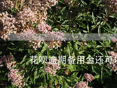 花呗逾期备用金还可以用吗 花呗逾期备用金还可以用吗