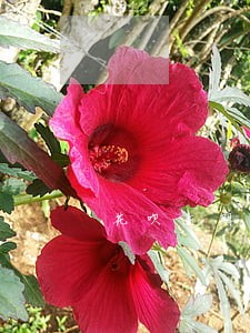 花呗逾期备用金还能不能取用 花呗逾期备用金还能不能取用