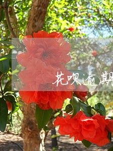 花呗逾期外访通告 花呗逾期外访通告