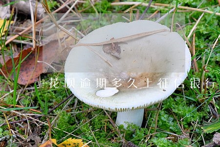 花呗逾期多久上征信银行
