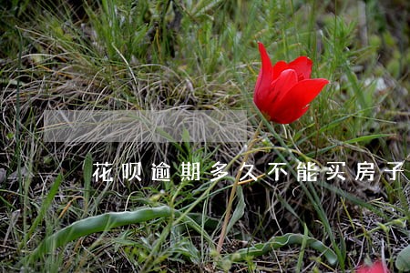 花呗逾期多久不能买房子 花呗逾期多久不能买房子