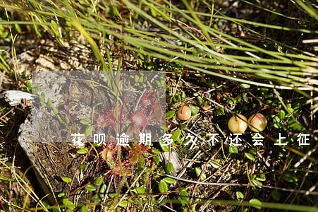 花呗逾期多久不还会上征信 花呗逾期多久不还会上征信