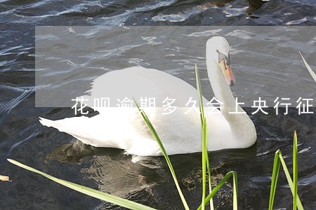花呗逾期多久会上央行征信系统 花呗逾期多久会上央行征信系统