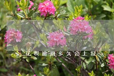 花呗逾期多久会上报 花呗逾期多久会上报