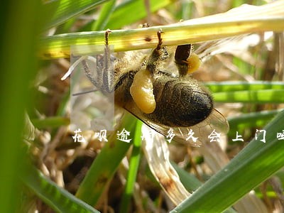 花呗逾期多久会上门吗 花呗逾期多久会上门吗