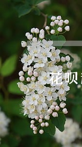 花呗逾期多久会冻结花呗 花呗逾期多久会冻结花呗