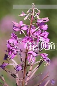 花呗逾期多久会判刑 花呗逾期多久会判刑