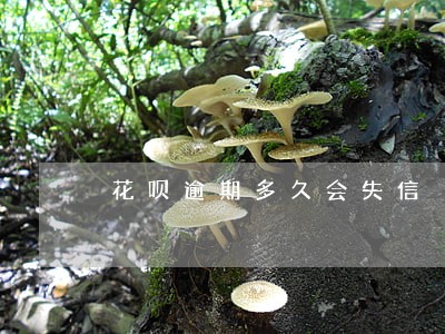 花呗逾期多久会失信