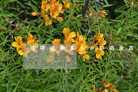花呗逾期多久会影响坐高铁 花呗逾期多久会影响坐高铁