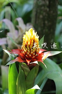 花呗逾期多久会打爆通讯录