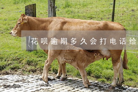 花呗逾期多久会打电话给朋友 花呗逾期多久会打电话给朋友