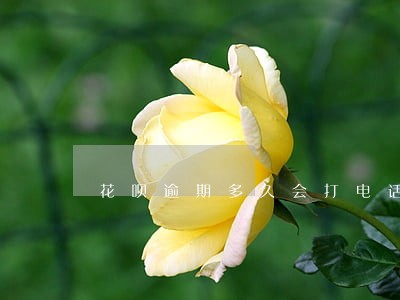 花呗逾期多久会打电话自己 花呗逾期多久会打电话自己