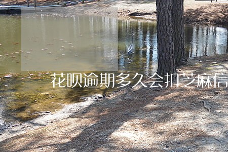 花呗逾期多久会扣芝麻信用 花呗逾期多久会扣芝麻信用