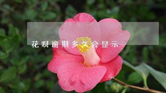 花呗逾期多久会显示 花呗逾期多久会显示