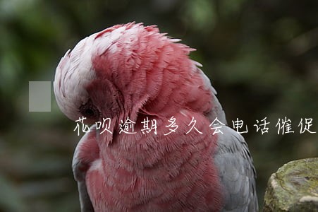 花呗逾期多久会电话催促 花呗逾期多久会电话催促