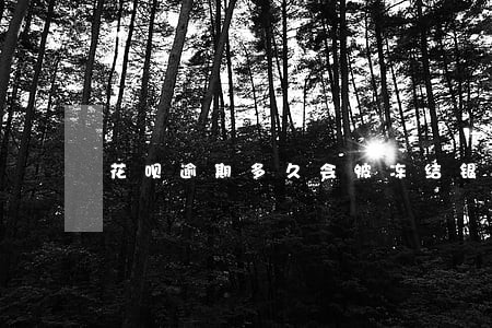 花呗逾期多久会被冻结银行卡吗 花呗逾期多久会被冻结银行卡吗