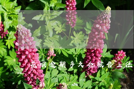 花呗逾期多久会被告上法庭 花呗逾期多久会被告上法庭