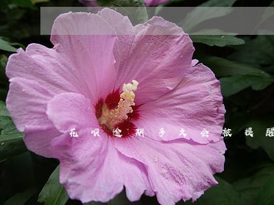 花呗逾期多久会被提醒 花呗逾期多久会被提醒