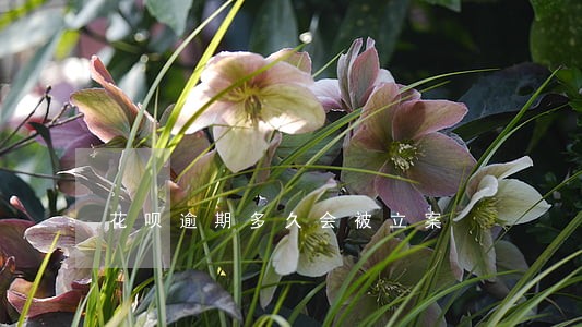 花呗逾期多久会被立案 花呗逾期多久会被立案