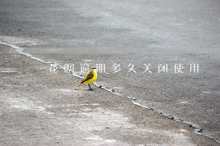 花呗逾期多久关闭使用 花呗逾期多久关闭使用