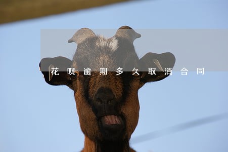 花呗逾期多久取消合同 花呗逾期多久取消合同