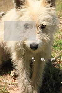 花呗逾期多久后会催款 花呗逾期多久后会催款