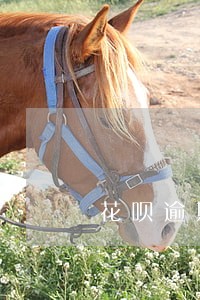 花呗逾期多久就会停止分期权限 花呗逾期多久就会停止分期权限