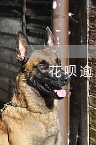 花呗逾期多久开始自动扣钱 花呗逾期多久开始自动扣钱