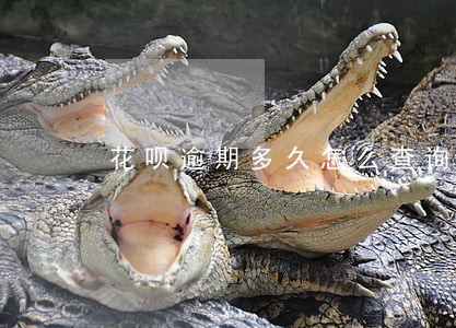 花呗逾期多久怎么查询 花呗逾期多久怎么查询